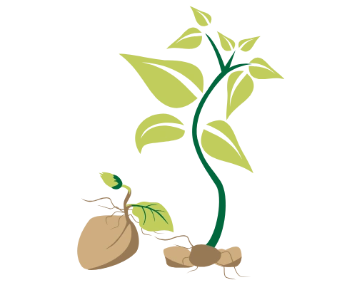 بذر سیب زمینی