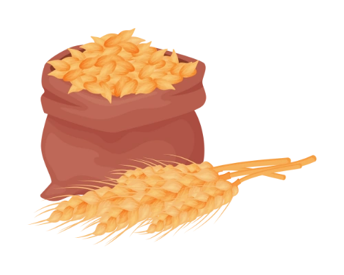 گندم و جو