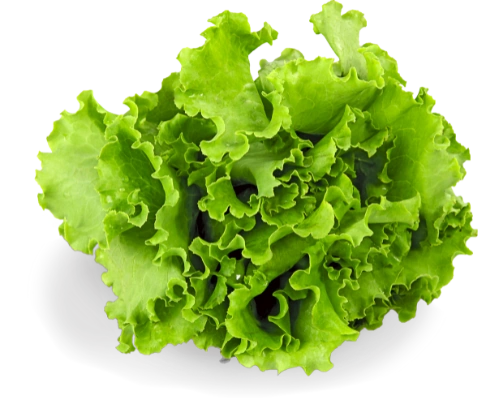 خرید کاهو