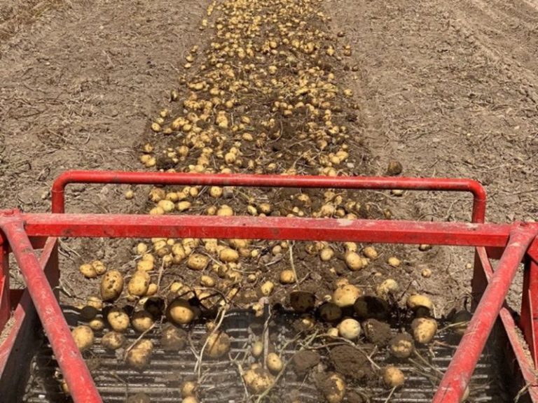 تولید سیب زمینی زاگرس (1)