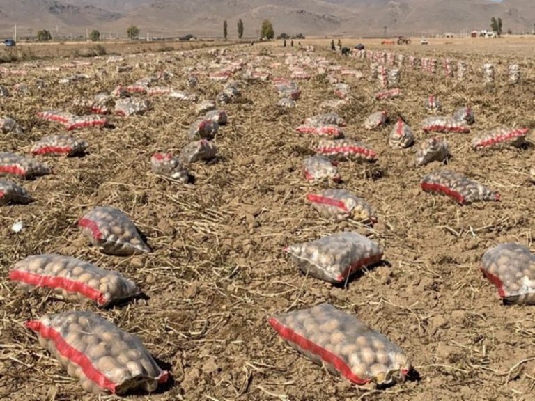 تولید سیب زمینی زاگرس (10)