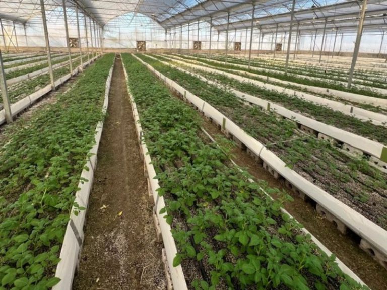 تولید سیب زمینی زاگرس (11)