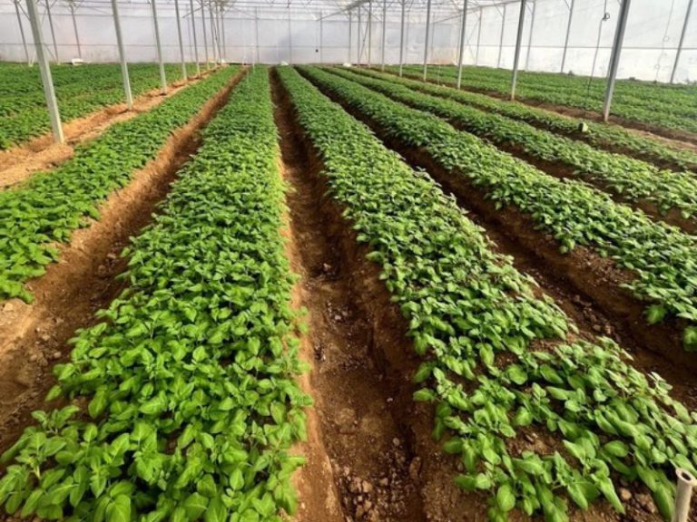 تولید سیب زمینی زاگرس (12)