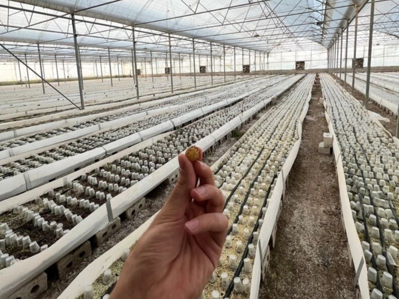 تولید سیب زمینی زاگرس (2)