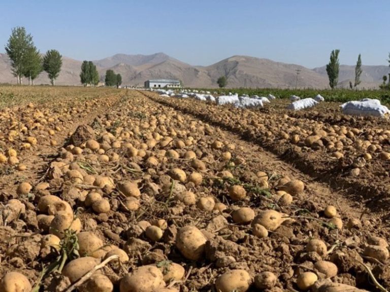 تولید سیب زمینی زاگرس (3)