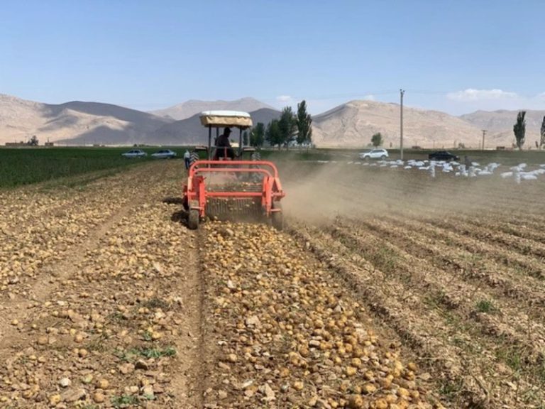 تولید سیب زمینی زاگرس (4)