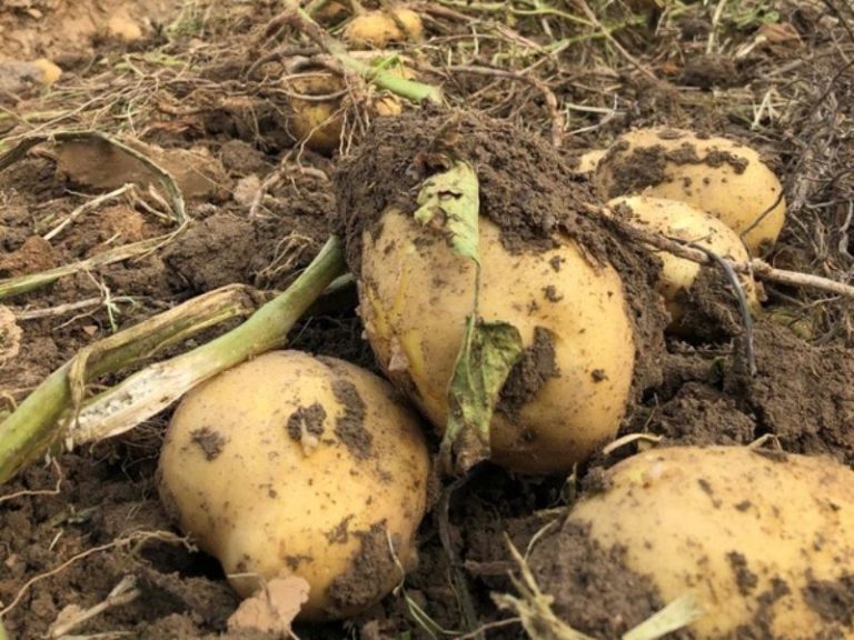 تولید سیب زمینی زاگرس (5)