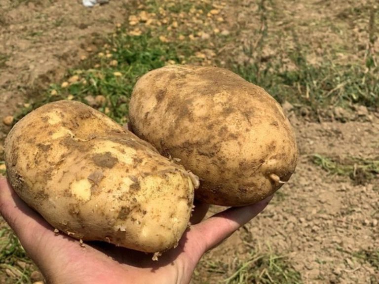 تولید سیب زمینی زاگرس (6)