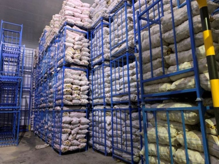 تولید سیب زمینی زاگرس (7)