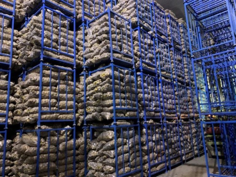 تولید سیب زمینی زاگرس (8)