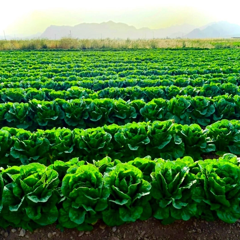 کاهوی زاگرس